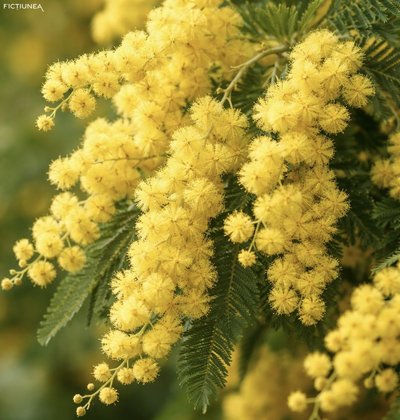 Carmen Theo FĂGEȚEANU - Chicchi și mimoza, primăveri ale memoriei